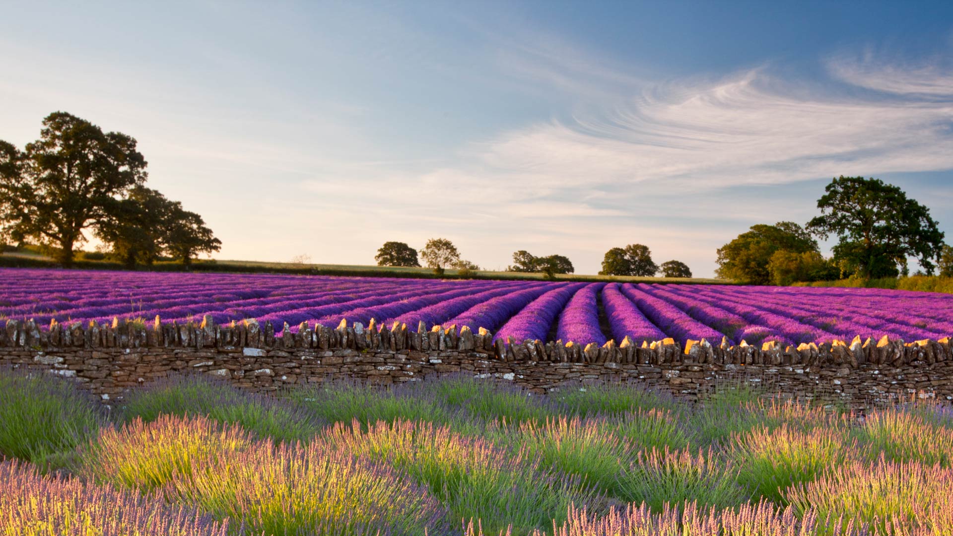 多美世界0710-萨默塞特郡的薰衣草田（Lavender Field）